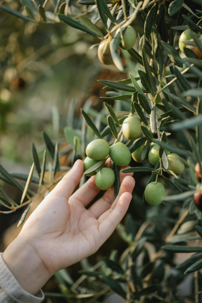 pexels photo 6231906 6231906 Crop unrecognizable gardener picking organic green olives ripening on lush tree in agricultural garden